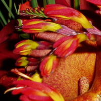Cosas de Patio Floristeria a3